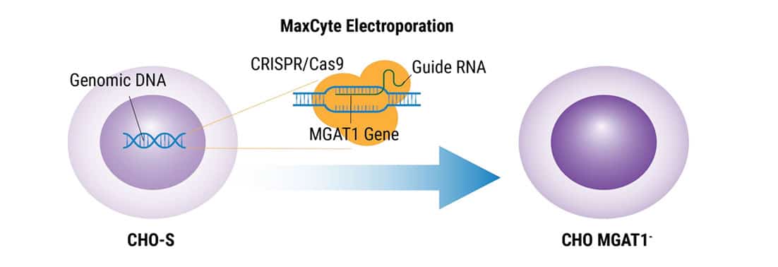 CRISPR-mediated-Inactivation-of-MGAT1-Gene@2x