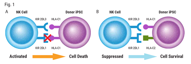 Generation-of-Heterozygous-HLA-C-iPSCs-by-ssODN-Elec-@2x