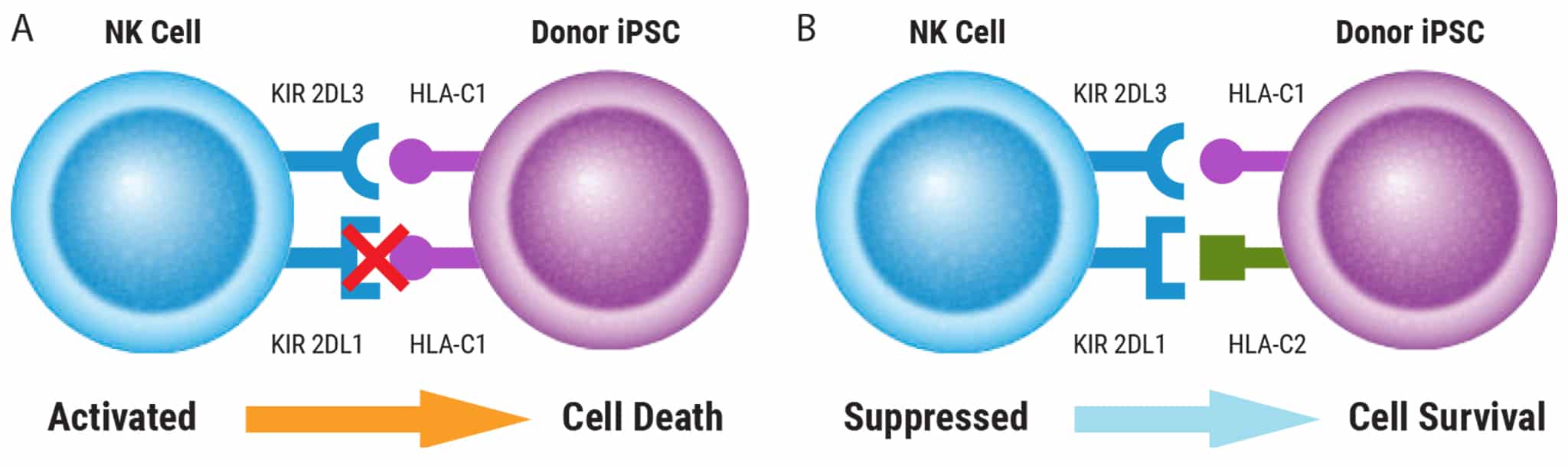 NK-cell@2x