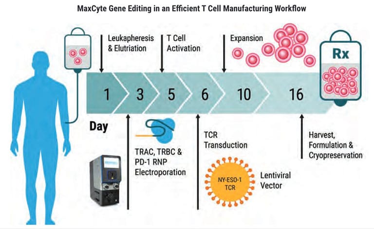CRISPR-Electroporation-of-T-Cells-Improves-Treatment-in-Patients@2x-min