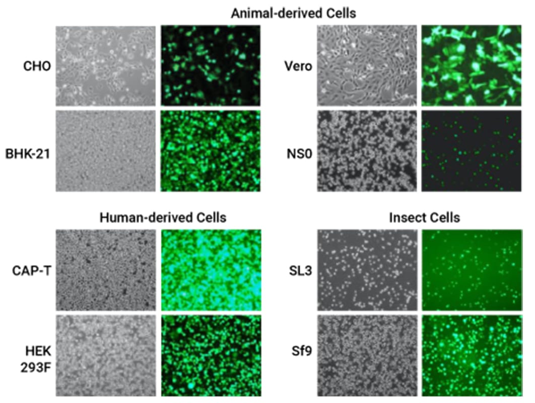 High-Efficiency-Transfection-of-_Final