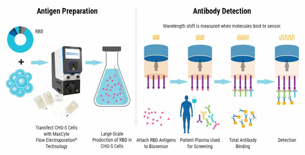 Developing Antibody Tests For SARSCoV2 MaxCyte