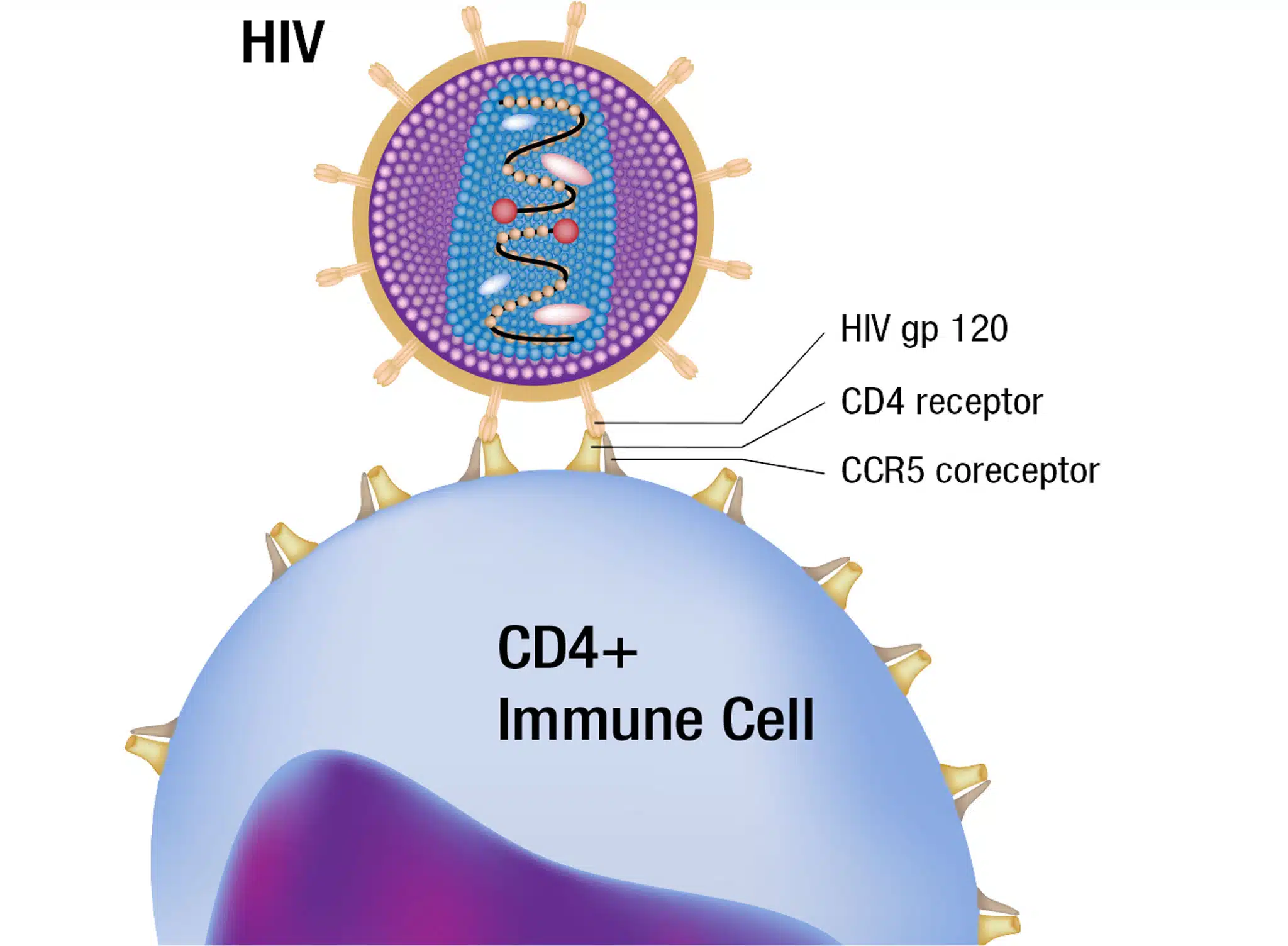 HIV@2x