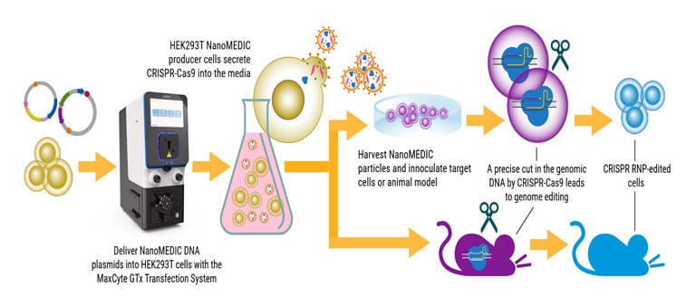Large-Scale-Engineering-of-Extracellular-Nanoparticles-for-Genome-Editing-1@2x