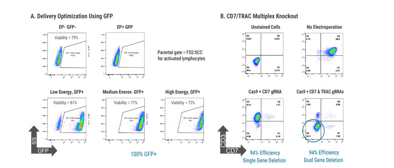 Multiplex-CRISPR-mediated-Gene-Editing-Towards-the-Creation-of-a-Universal-CAR-T-Cell@2x