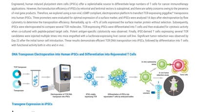 Non-Viral Engineering of Human iPSCs to Manufacture Rejuvenated TCR T Cells for Cancer Immunotherapy-1