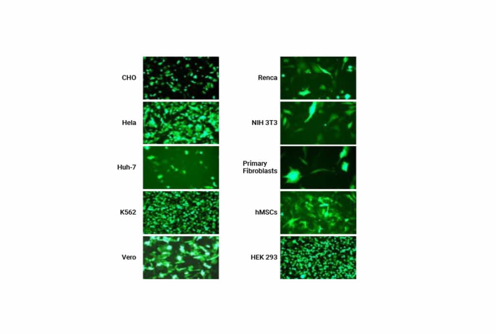 Transfect-physiologically-relevant-cell-types-with-high-efficiency-and-cell-viability@2x