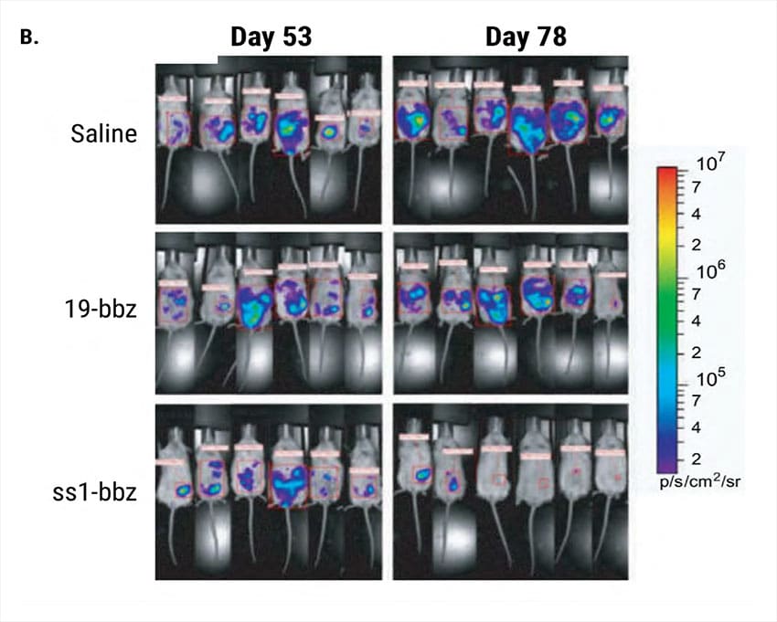 Tumors-in-Mice-B