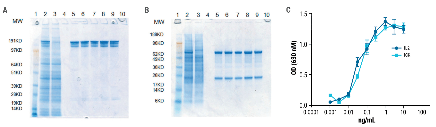 Anti-CEA-IL2 ICK is a fully functional fusion protein. Gel electrophoresis of purified ICK was performed under A) non-reducing and B) reducing conditions. Single bands were obtained for both heavy and light chains under reducing conditions. C) ICK activity was measured using a HEK-BlueTM IL-2 reporter cell line. The activity of the anti-CEA-IL-2 ICK was comparable to that of recombinant human IL-2.