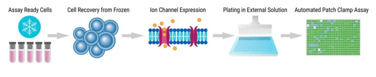 Automated Patch Clamp for Ion Channel Variant Screening