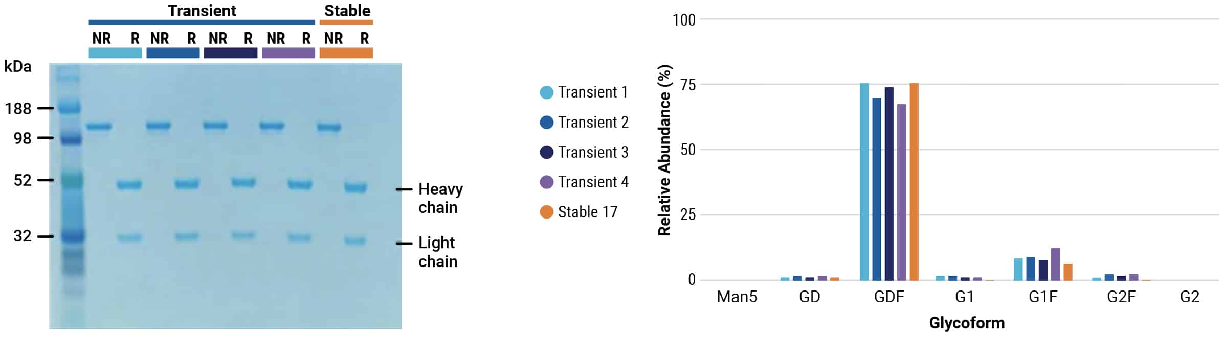 Consistent Quality between Transient and Stable Protein Production