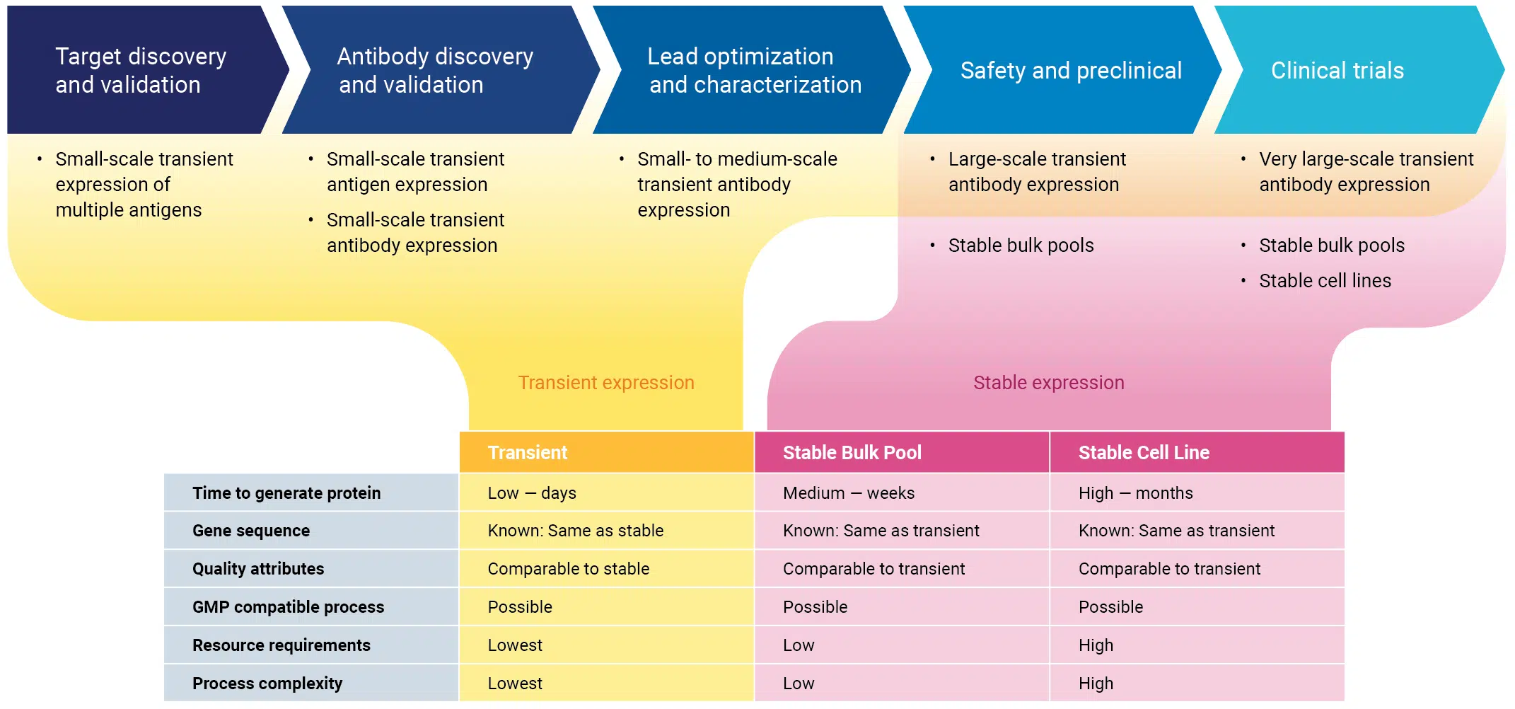 Protein Expression for Every Stage of Therapeutic Antibody Development