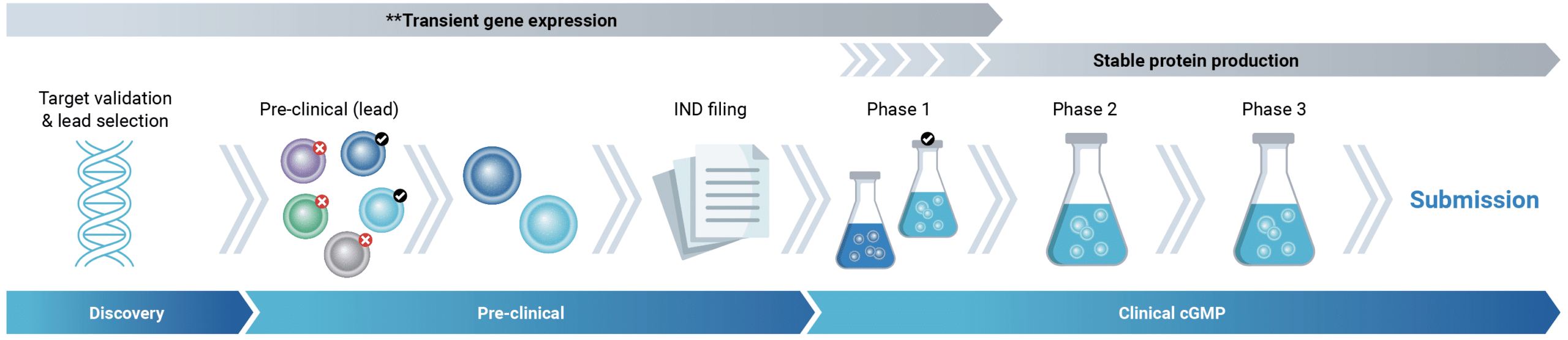 Following the traditional approach, it can take 6 to 12 months to develop a stable cell line and express sufficient material for IND-enabling studies.