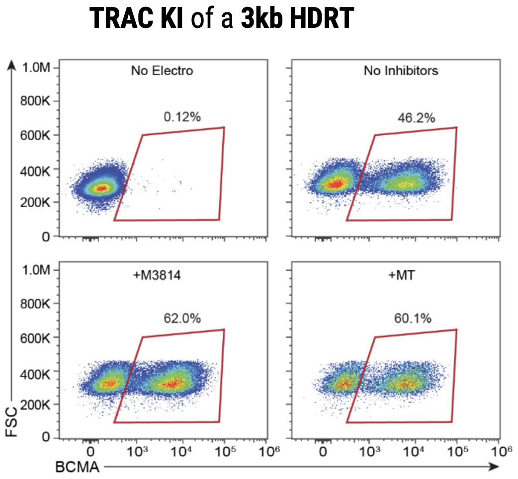 CRISPR RNP and ssDNA Co-Electroporation in Activated T Cells for Efficient CAR Knock-In D