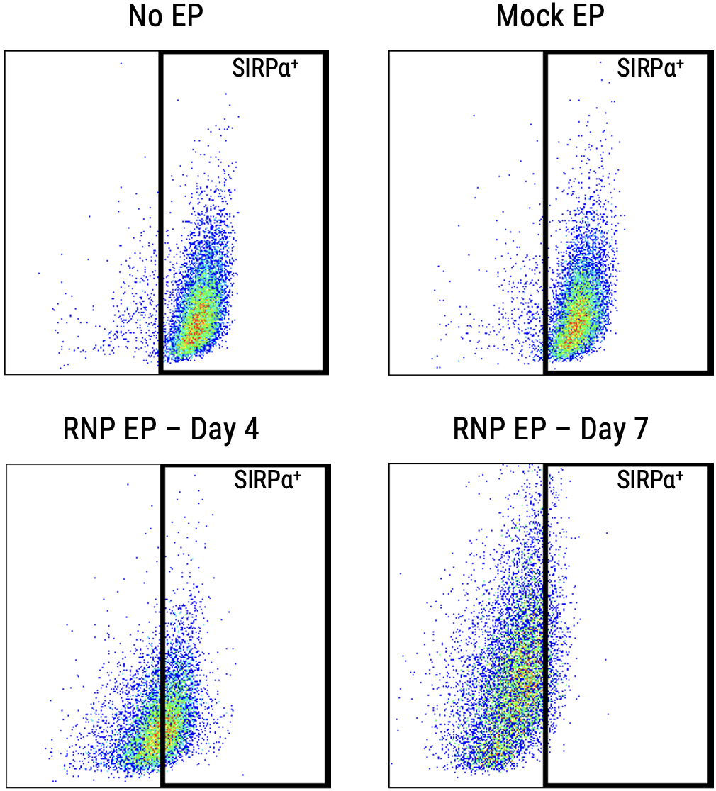 MaxCyte Electroporation of Synthego sgRNAs Enables 85 SIRPa Knockout in Monocyte-Derived Macrophages C