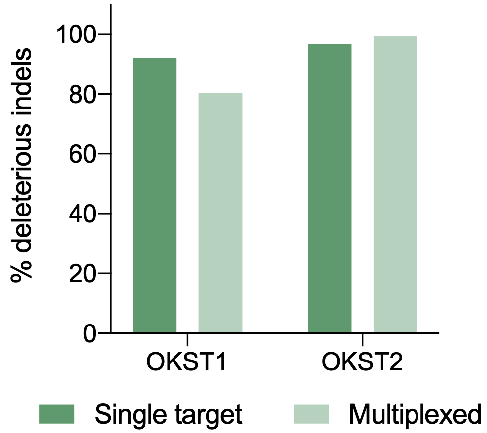 Multiplexed CRISPR Engineering of Primary Keratinocytes Using MaxCyte Electroporation in Combination with Synthego sgRNAs B