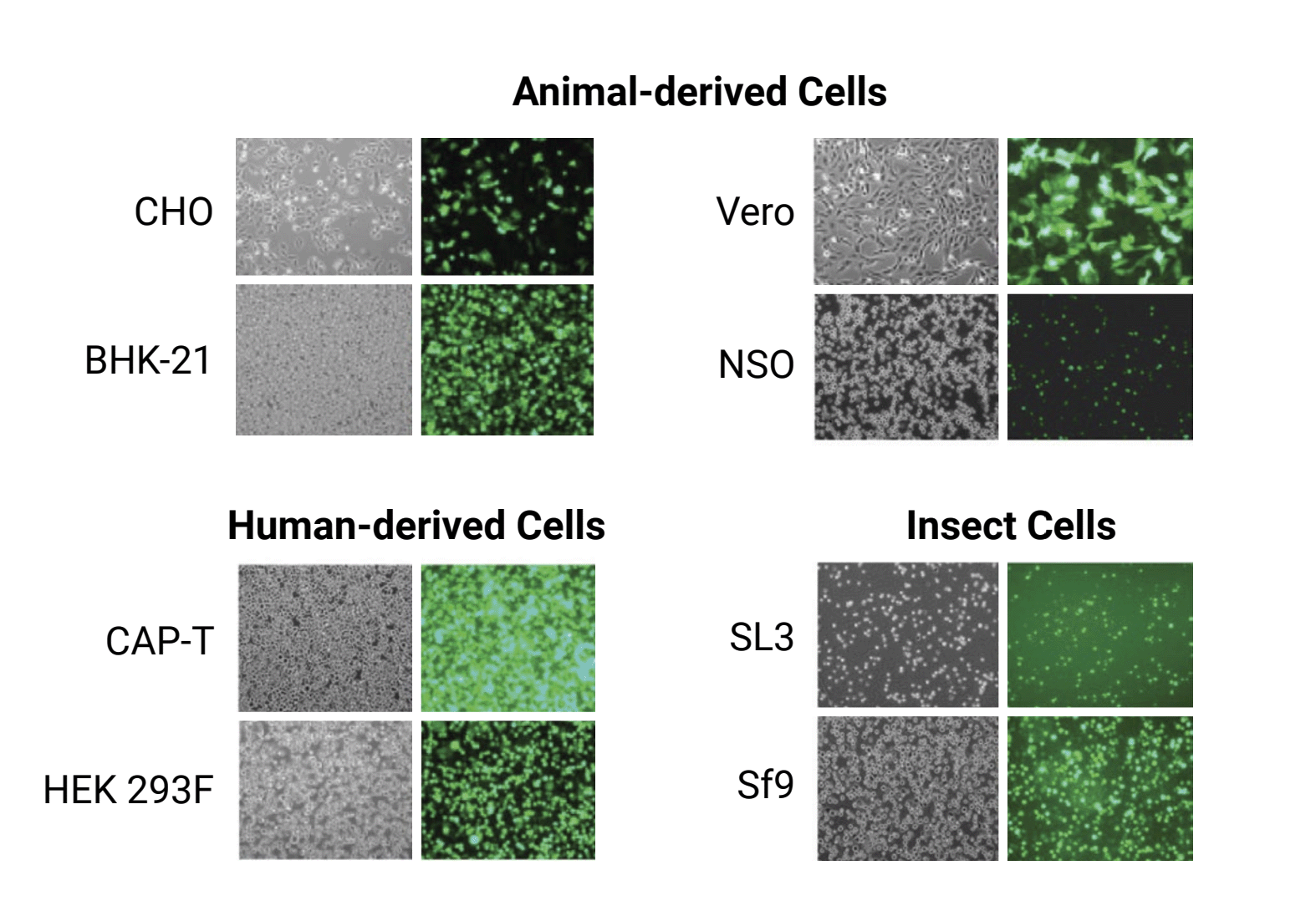 Animal derived cells