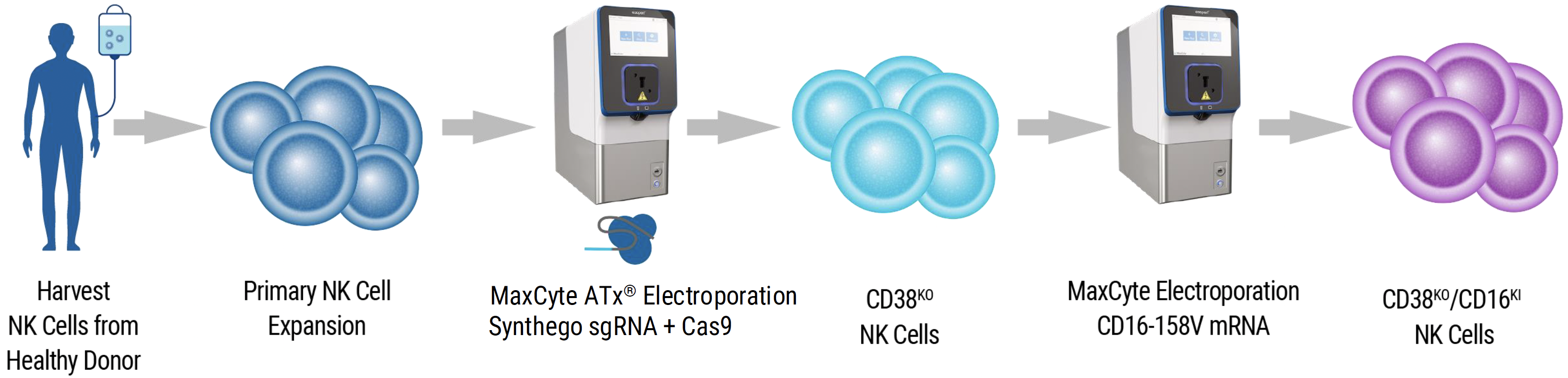 Workflow-MaxCyte and Synthego Enable Reproducible Cell Engineering of Primary Human NK Cells (1)