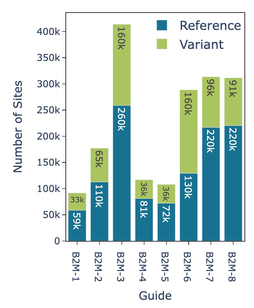 A bar graph of the guide RNA (x axis) and the number of sites (y axis). Reference is indicated in blue and variant in green. B2M-3 had the highest number of sites at more than 400k and B2M-1 the lowest at less than 100k.