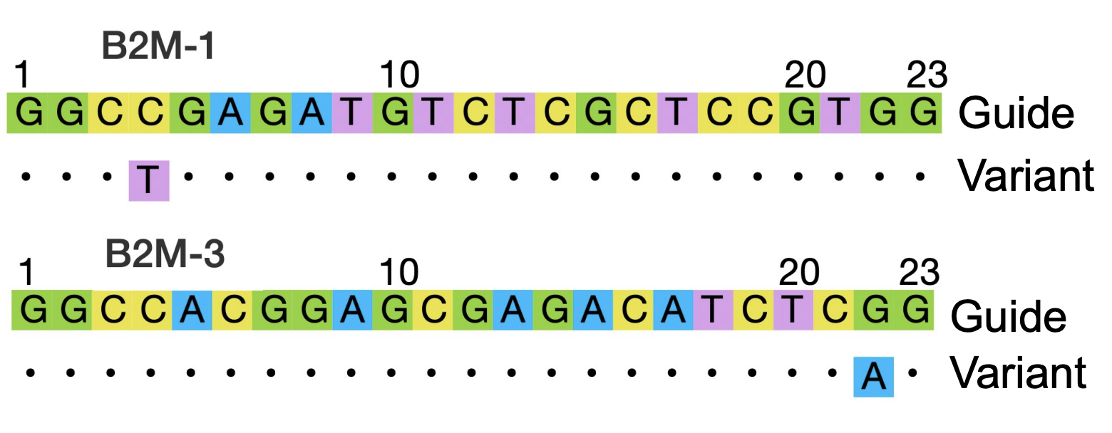 Colored variant sequences for B2M-1 and B2M-3, in parallel.