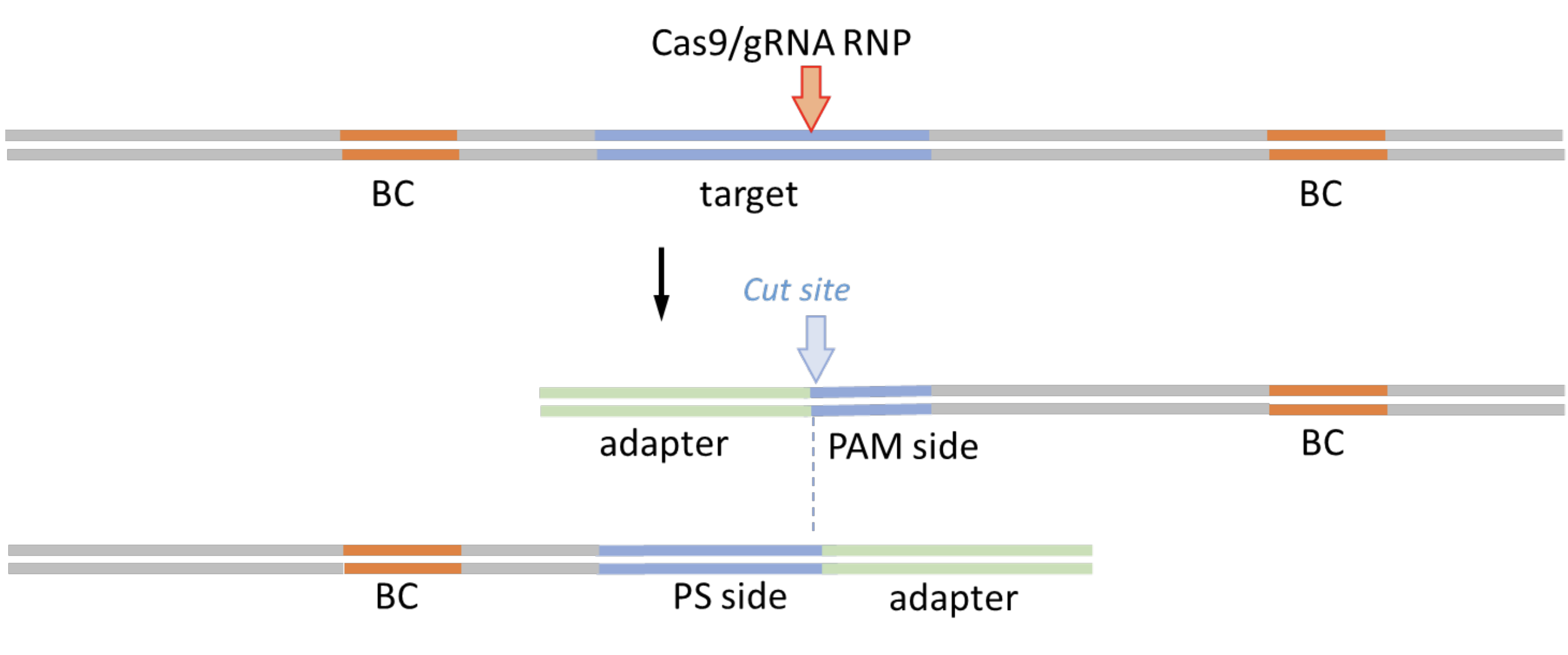 Schematic diagram of ONE-seq library and in vitro cleavage. Three sets of two parallel lines showing first the target, then the PAM side, and finally the PS side, between which the is a vertical dotted line showing the cut site.