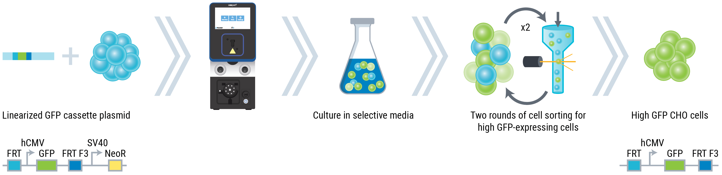 Illustration showing CHO-S cells (blue cluster) being transfected in MaxCyte instrument with plasmid with GFP expression. Then shown is a test tube of selective media, featuring blule and green cells followed by a depiction of two rounds of cell sorting for high GFP-expressing cells, ultimately yielding high GFP CHO cells (green cluster).