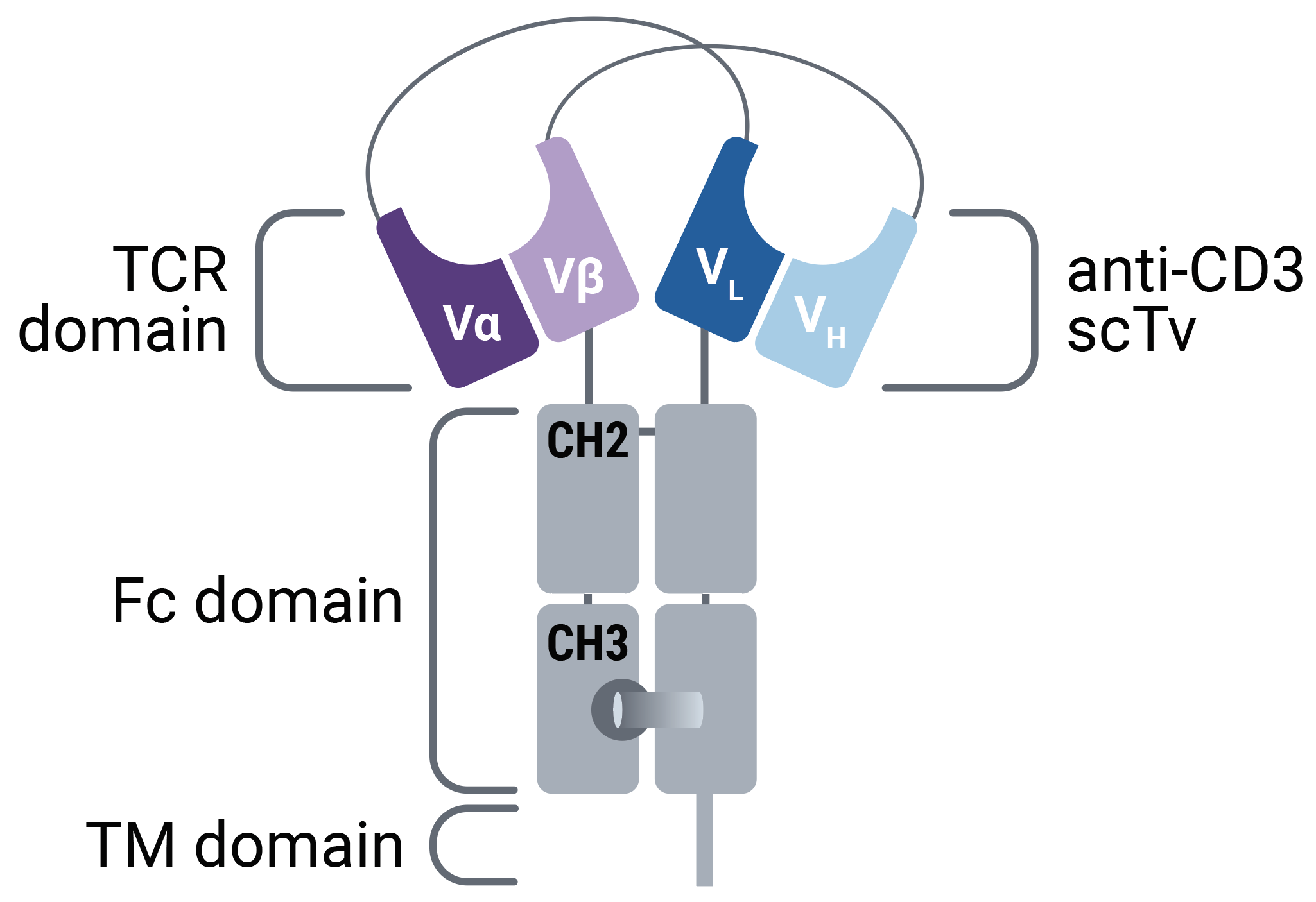 AP-mammalian-display-Figure-2 Figure 2: Visualization of membrane-anchored TCER.