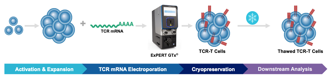 Maxcyte Cell Insect Efficient Immune Cell Engineering with Electroporation | MaxCyte