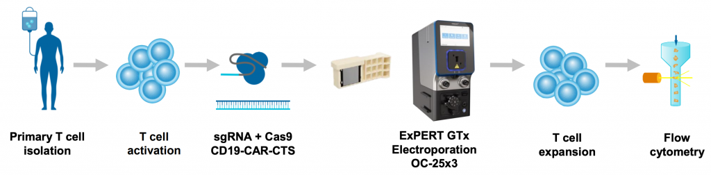 Maxcyte Cell Insect Efficient Immune Cell Engineering with Electroporation | MaxCyte