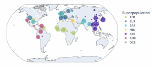 A world map provides a visual representation of the number of haplotype-phased genomes included in the Guide Profiler analysis. The size of each circle is proportional to the number of individuals in a subpopulation that is mapped to a superpopulation by color. AFR (African) is green, EUR (European) is blue, SAS (South Asian) is turquoise, MID (Middle Eastern) is yellow, EAS (East Asian) is dark purple, AMR (Mixed American) is pink and OCE (Oceanian) is light purple. The circles are relatively evenly distributed, besides for the smallest numbers of circles and smallest sizes—for Middle Eastern and Oceanian.