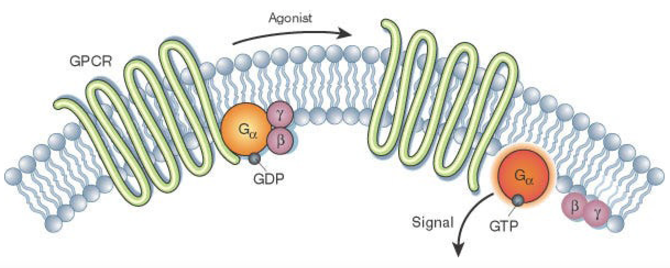 gpcr-expression-graphic