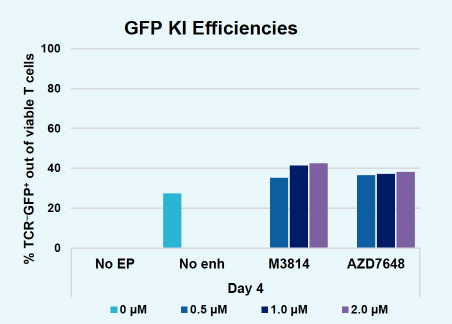 ​Bar graph illustrates ​increased GFP ​knock​in efficiencies, represented as the percentage of TCR-GFP+ ​T cells​, ​at higher concentrations of both enhancers compared to no enhancer and no EP for one time point.