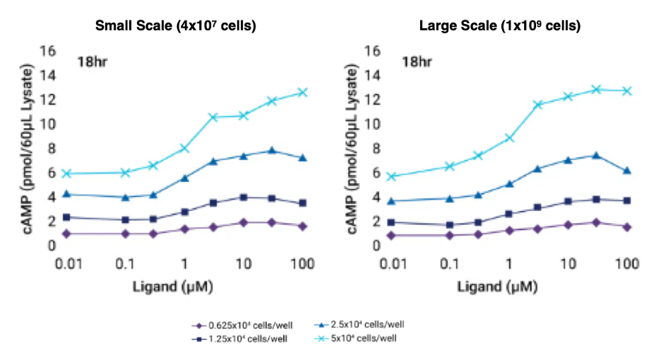 ​Two line graphs illustrate similar trends for both small- (left graph) and large-scale (right) electroporation; both scales show a dose-dependent increase in cAMP​ assay levels with increasing Ligand concentration​ across different cell densities per well​, with higher cell densities generally yielding higher cAMP production.