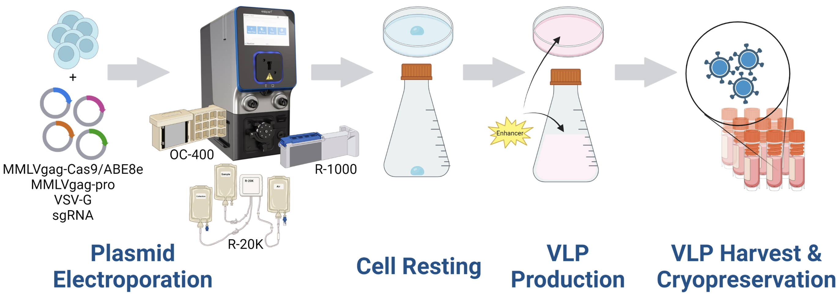 Experimental Workflow for VLP Preparation